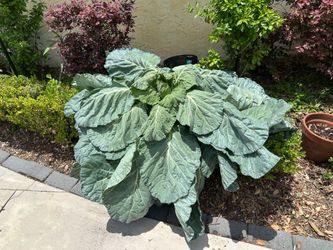 Extra Large  Collard Plant