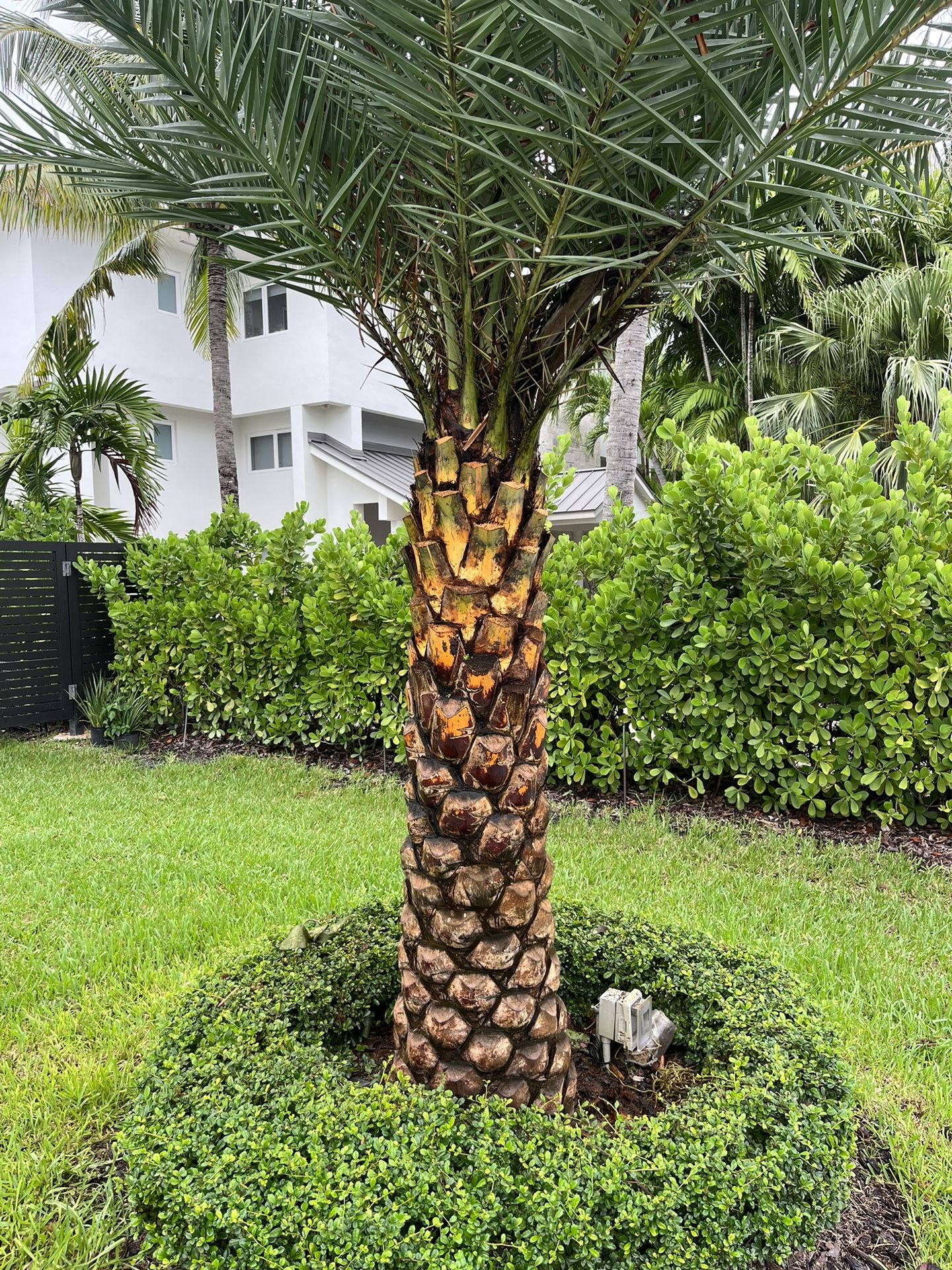 Sylvester Palm - Diamond Cut / Trim