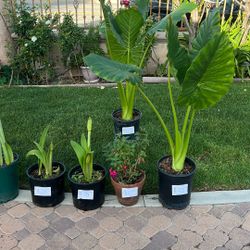 Plants For Sale - Pick Up Today