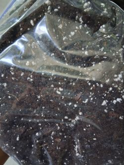 Soil