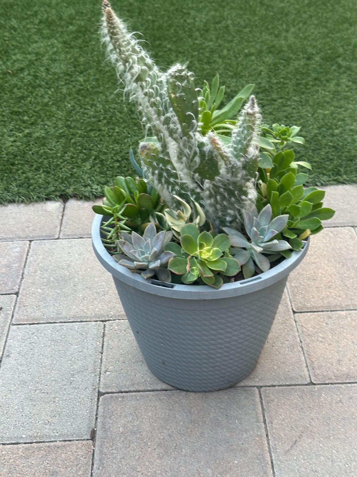 Assorted Succulent Plants