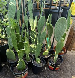 Cactus Plans They eat $15 Each Price Firm 