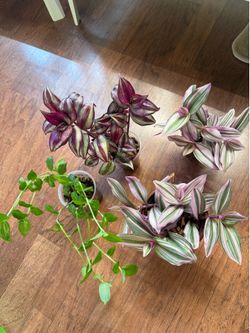 Tradescantia plants
