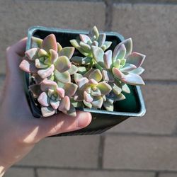 Ghost Plant Succulent 