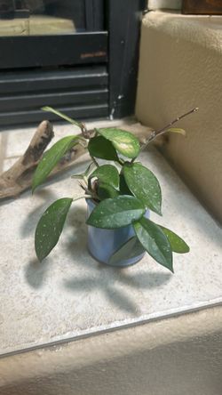 Wax plant/Hoya carnosa