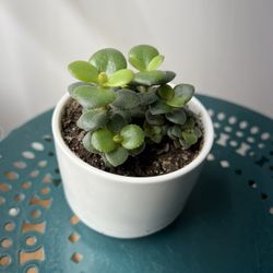 Jade Plant 
