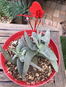 Crassula Falcata PROPELLER/AIRPLANE Succulent Plant 