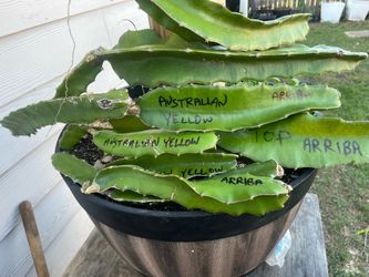 Dragonfruit cuttings rooted up to 3' long