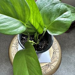 Pathos Plant / Live Indoor Plant