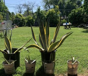 Maguey