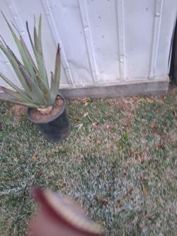 Aloe Vera