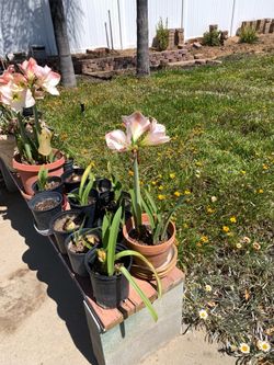 Amaryllis Bulbs