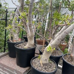Bonsai And Pre Bonsai Trees/plants 