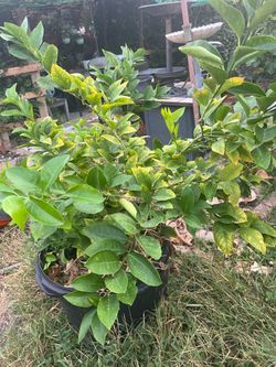 Limón Amarillo grande