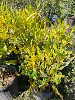 Croton hedges 3gl $8