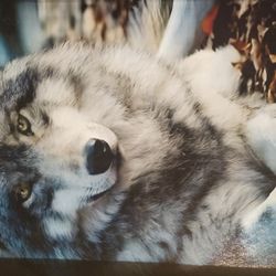 Wolf Picture