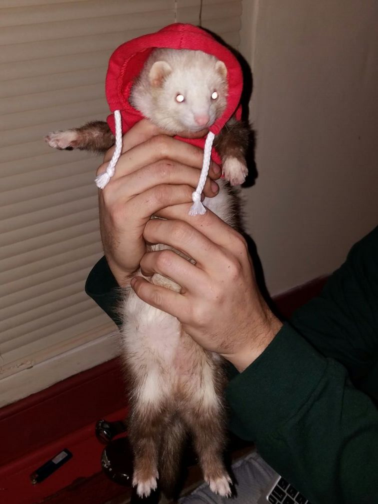 Ferret for sell