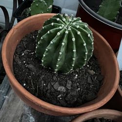 Cactus Echinopsis Oxygon
