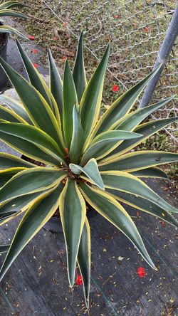 Variegated Agave - 7 Gallons