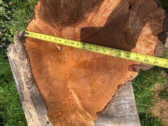 Maple Burl slabs Sanded