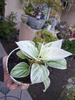 New  Philodendron Birkin GALAXY Plant $18