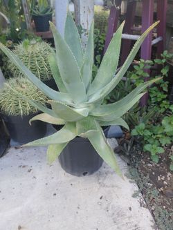 "Coral" Aloe