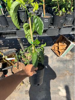 Yellow passionfruit - 1 gallon