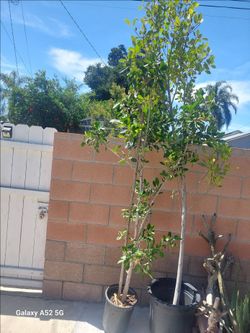 Tree ficus nitida