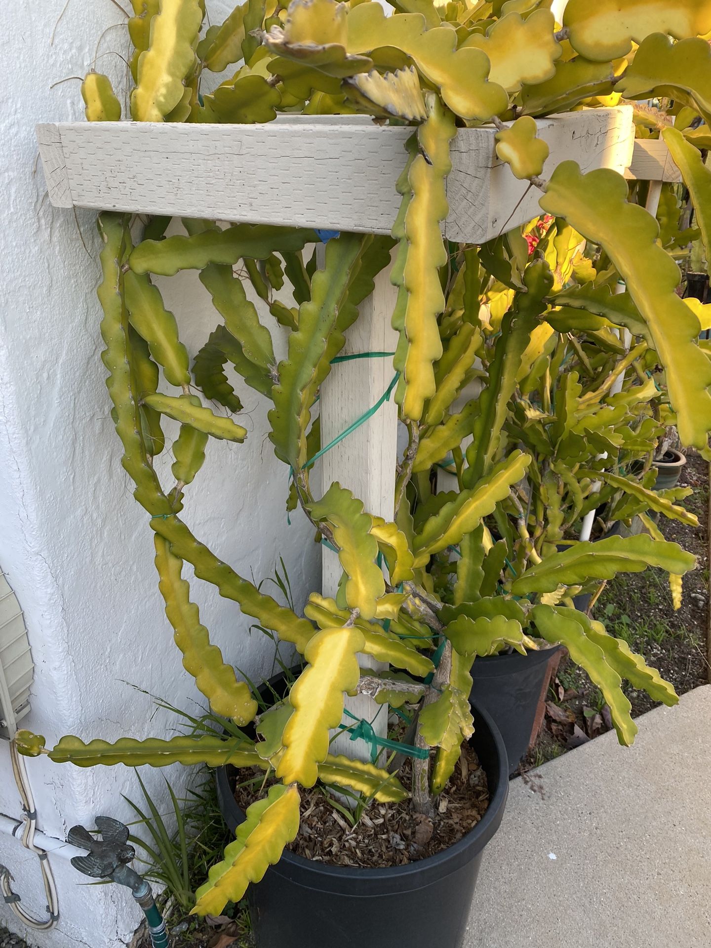 Dragon Fruit In 15 Gallon Container.