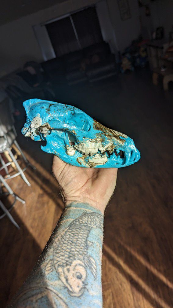 Gold Teal And White Hydro Dipped Coyote Skull 
