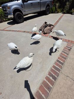 6 Dozen Snowgoose GHG Full Bodys