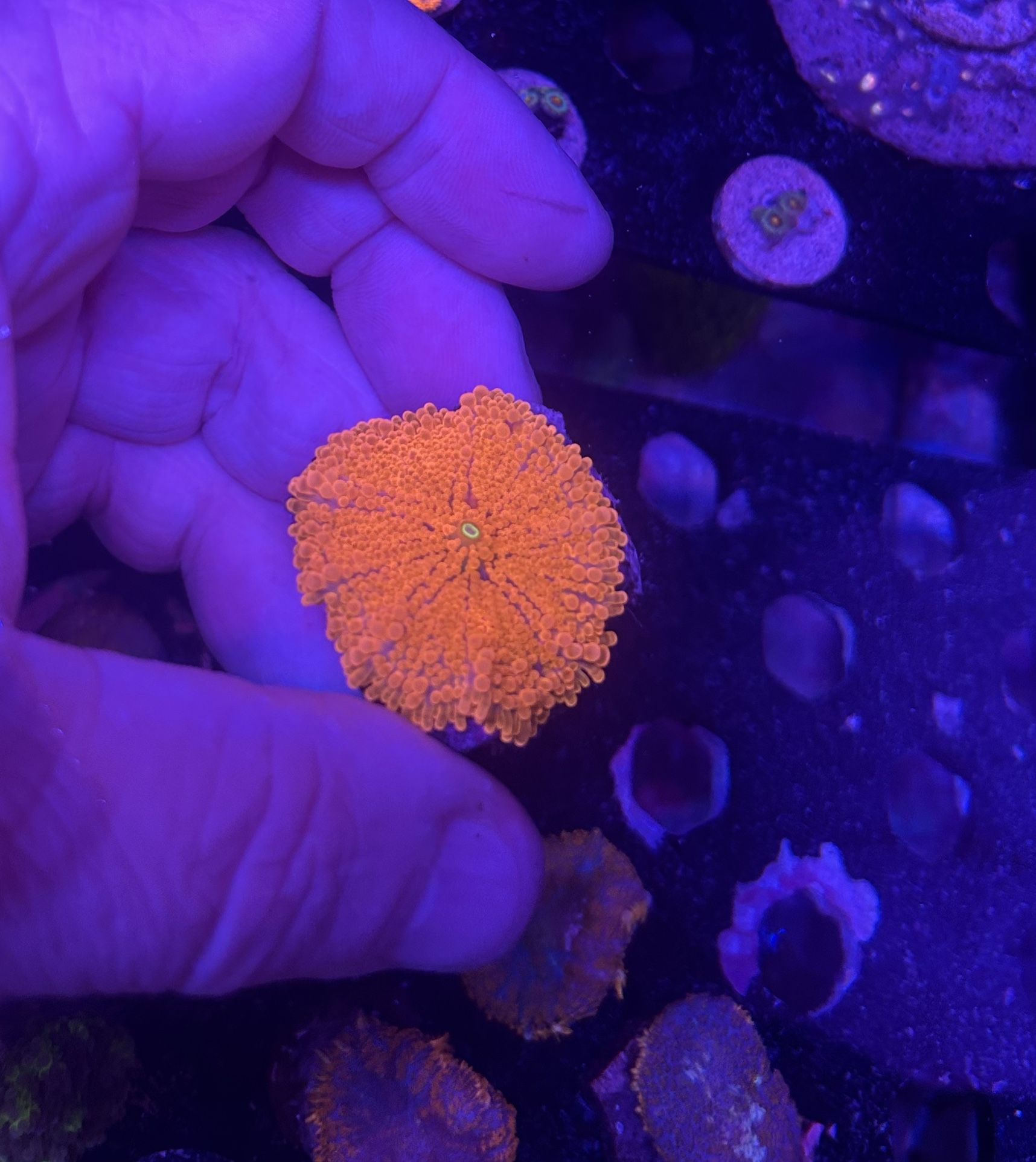 Neon Red Yuma Coral Mushroom WYSIWYG