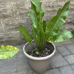 Mature Horseradish Root for Planting