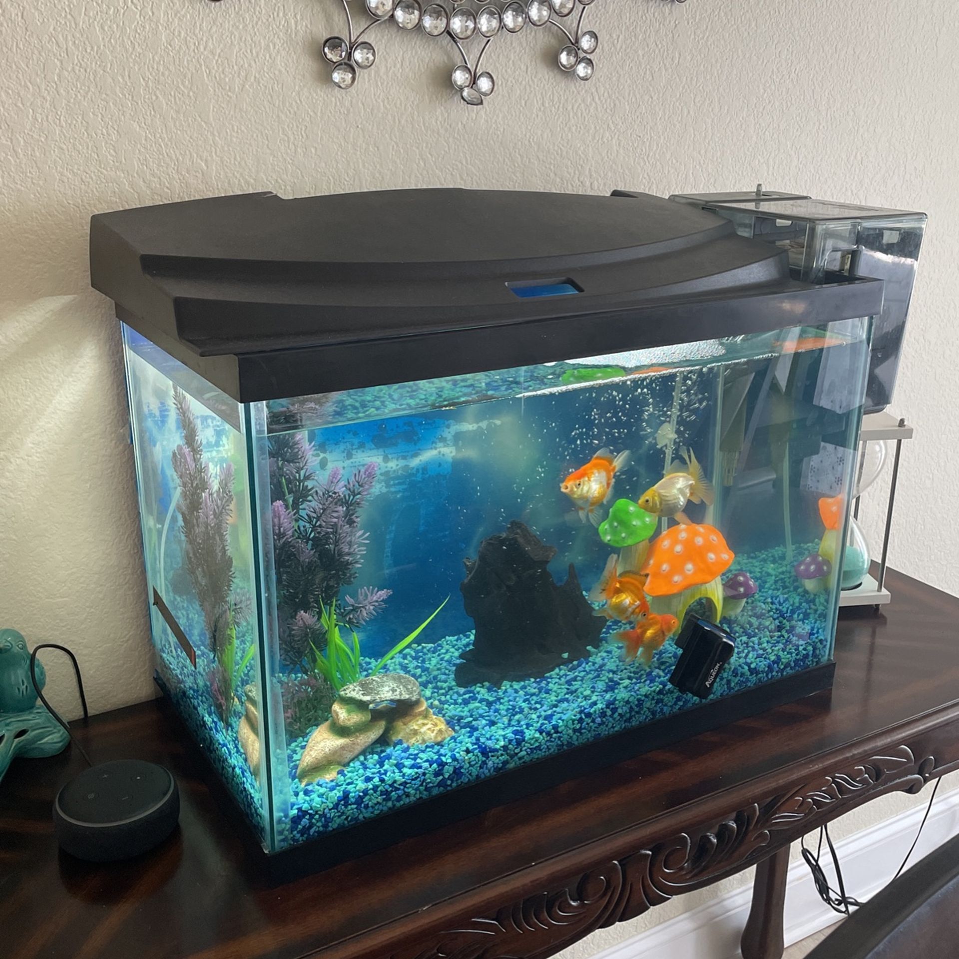 20 Gallon Aquarium