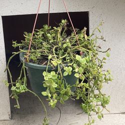 Hanging Plant
