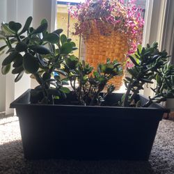 Succulent arrangement.
