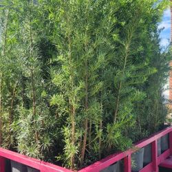 Spectacular Podocarpus Plants For Inmediate Privacy!! 6 Feet Tall Measurements Over The Pot!! Fertilized 