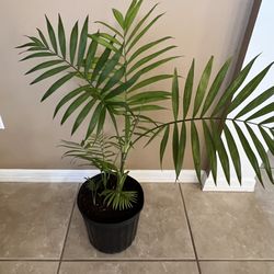 Live Pet Friendly Neanthe Bella Palm