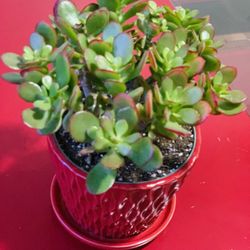 Lucky Jade Live Plant👉ONLY MSG When You Ready To Pickup THIS PLANT PLEASE 