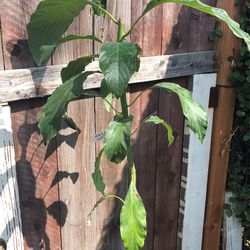 Organic Hass Avocado Tree 4 Ft Tall Pick  up In Azusa 