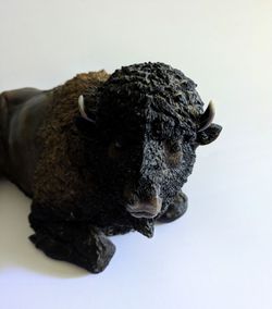 Marco Mascot Black Brown Bison The Thundering Herd