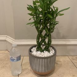 Lucky Bamboo Plant for Sale in Old Rvr-wnfre, TX - OfferUp