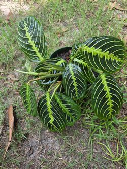 Prayer Maranta. Lemon limen
