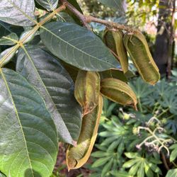 LIVE PLANT 3ft Inga edulis Ice Cream Bean Tree Monkey Tamarind Guama Guaba fruit