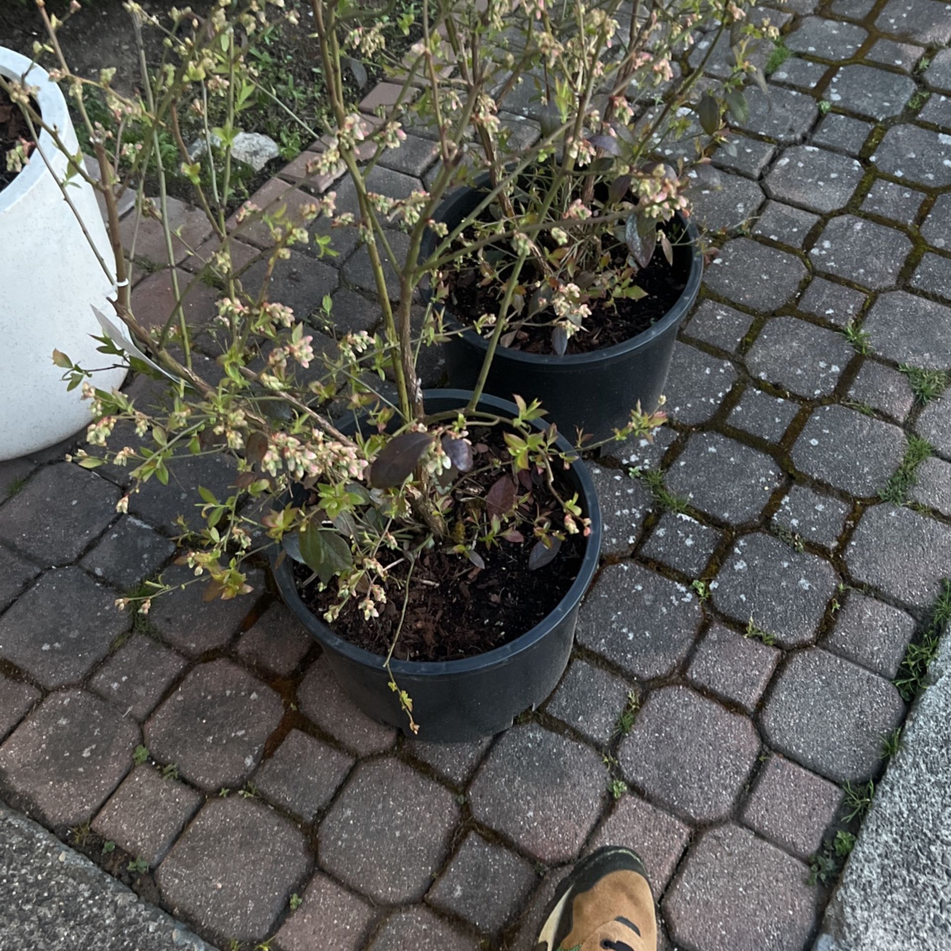 Bush
