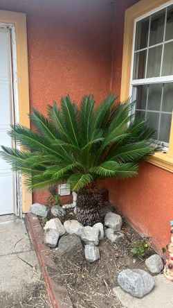 Sago Palm