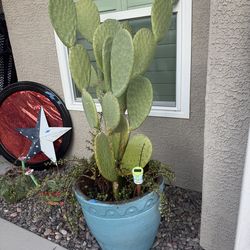 Cactus 🌵 plant