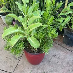 Plant $12 each 