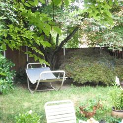 Japanese Lace leaf Maple