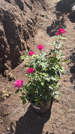 Rosal / Rosebush